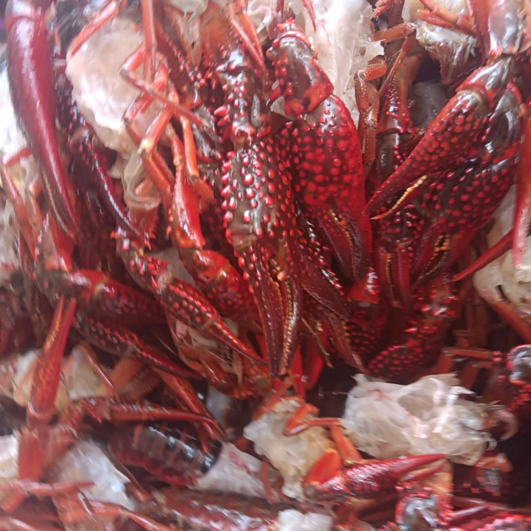 月白塘龙虾出售