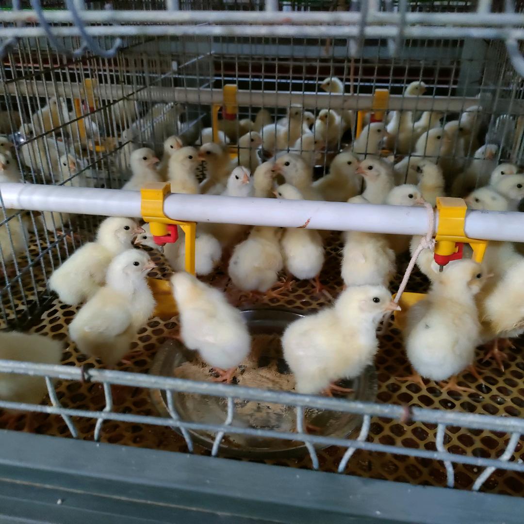 新农人🍎527养殖人常年提供脱温蛋鸡