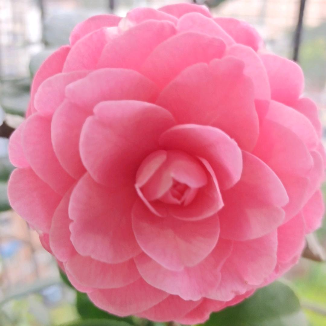 六月♚♚飞雪✔