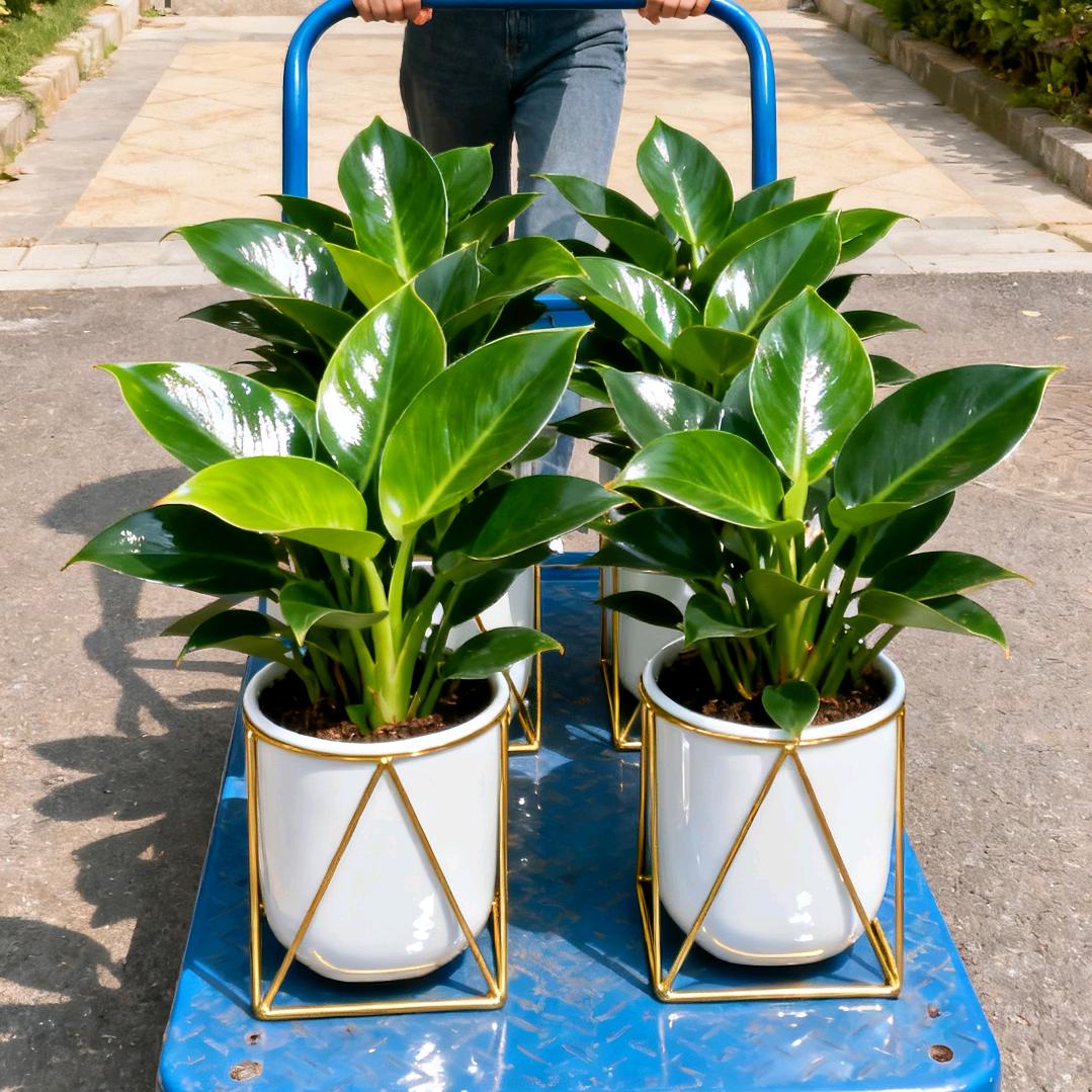 苏荷