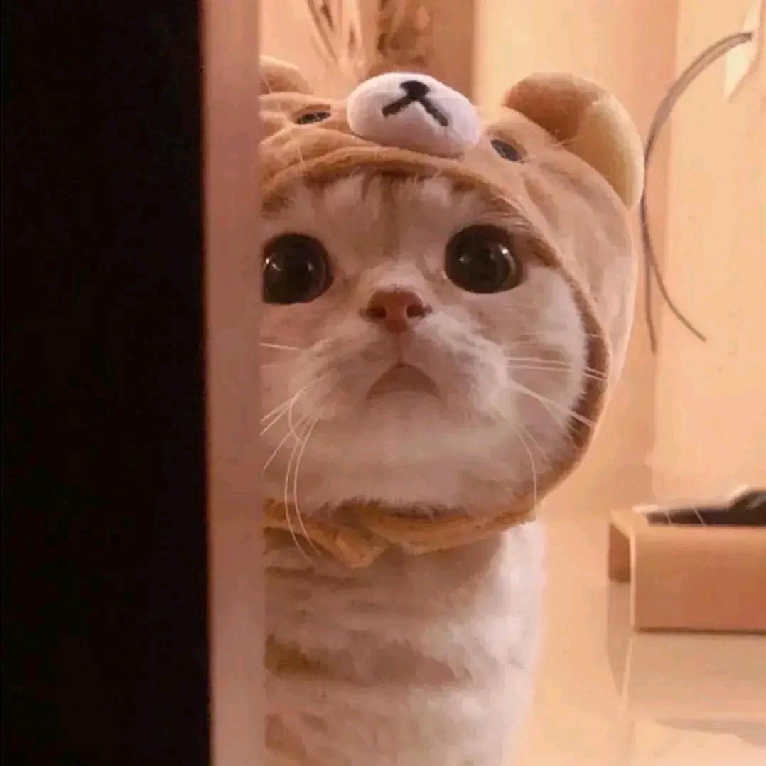 本尊属猫猫
