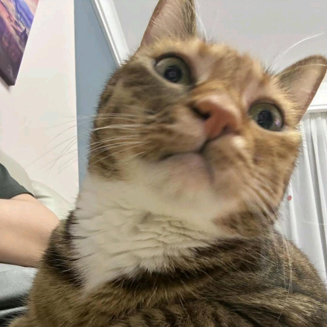 她他