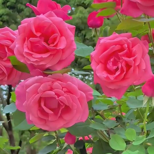 ꧁ℒ红ℴ玫ѵ瑰ℯ¹³¹⁴꧂