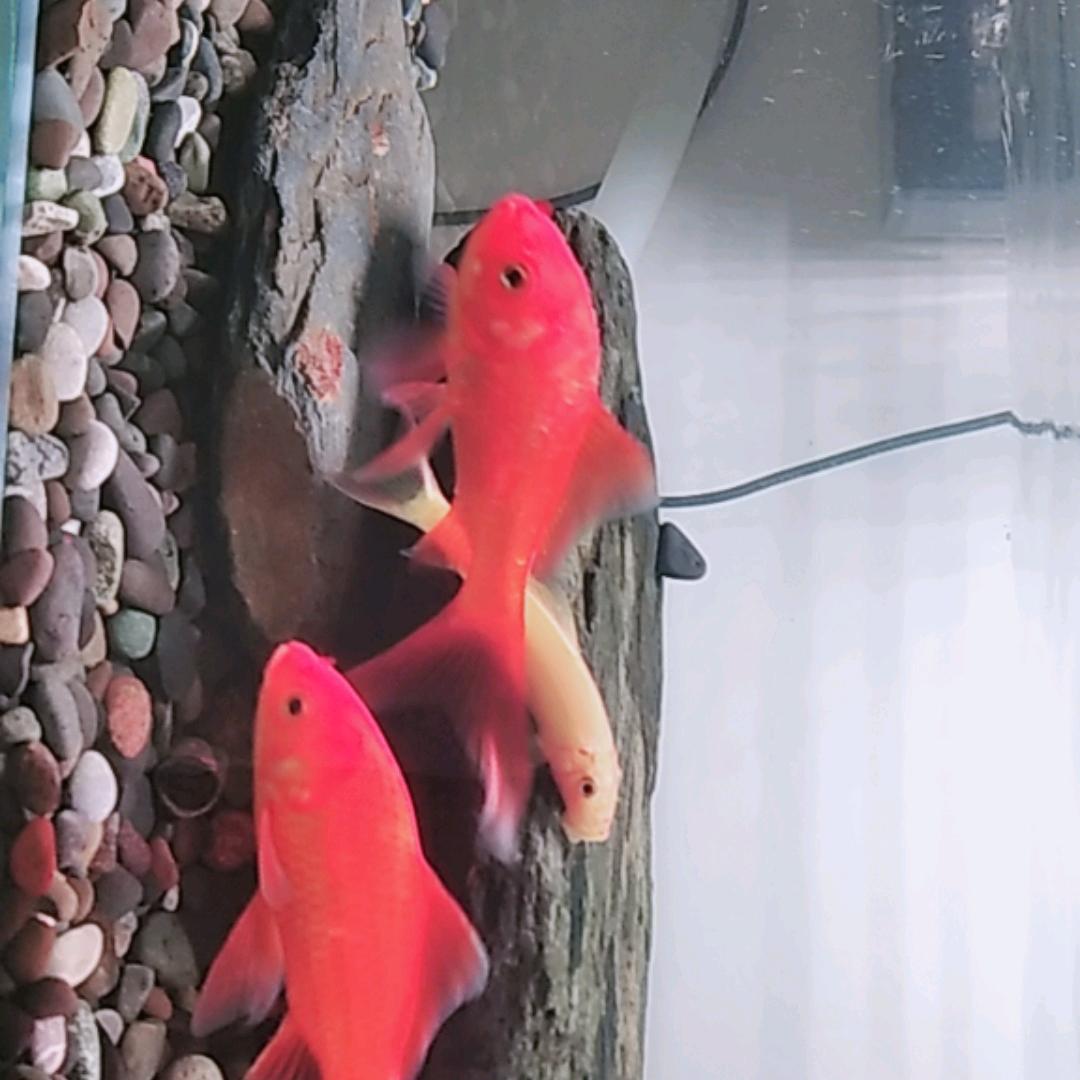 小小靓仔