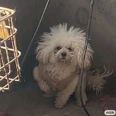 宇宙超级无敌坏狗大王