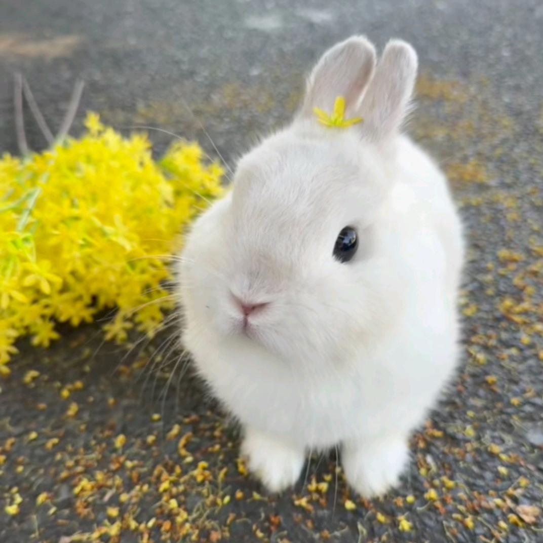 🐰🐰