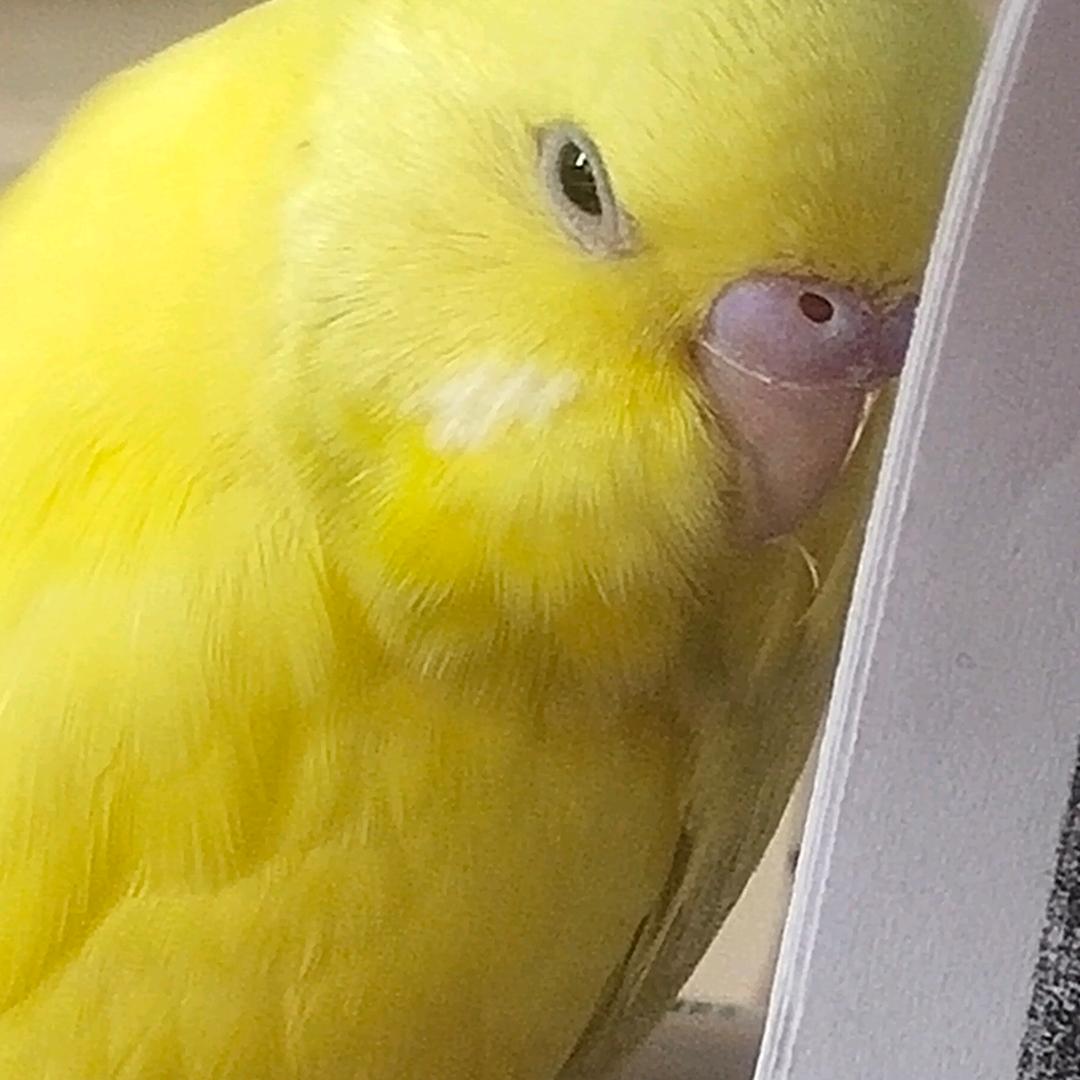八一