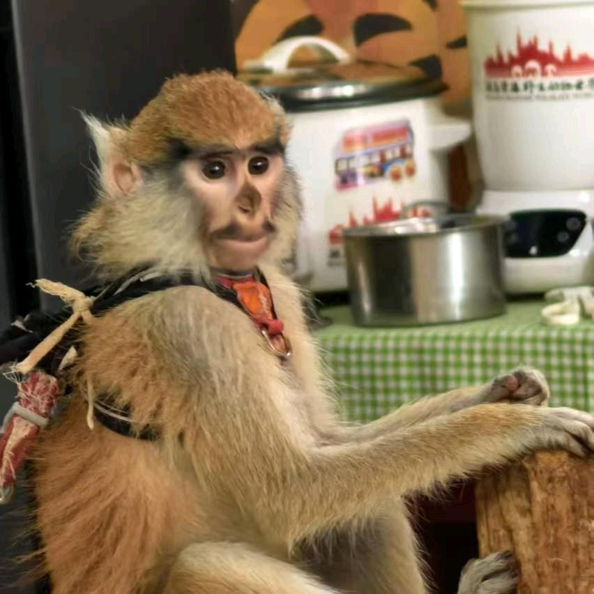 不放假就发疯的无情寡妇