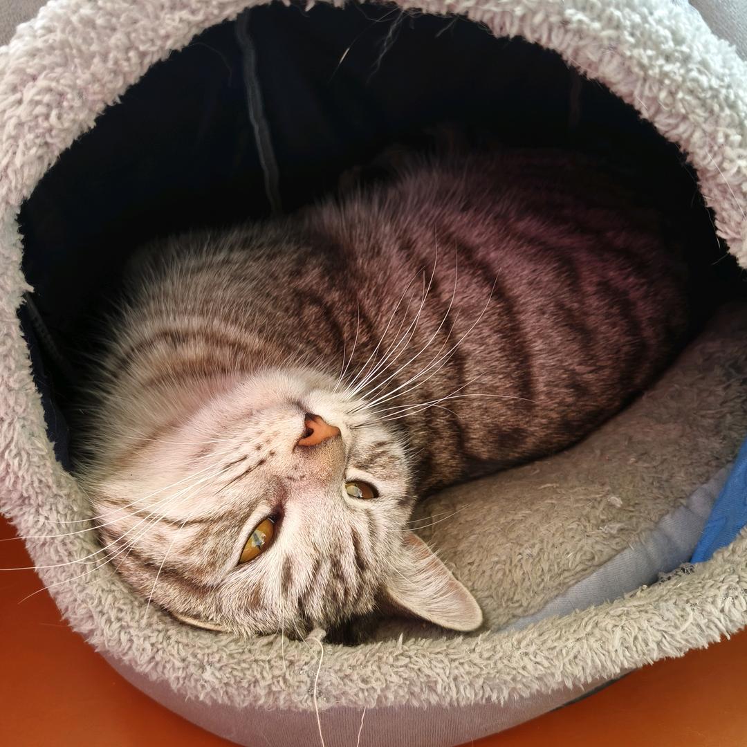 小熊熊