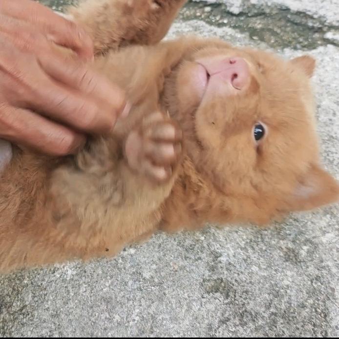 完🎣中华田园犬玉林本地