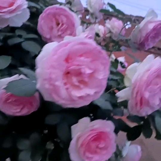 云裳花容