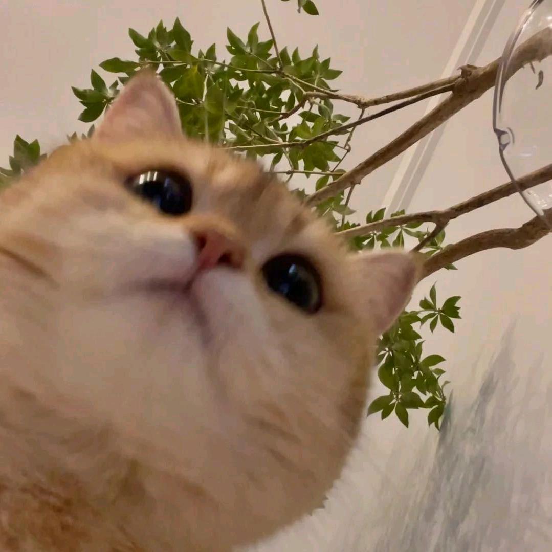 小马