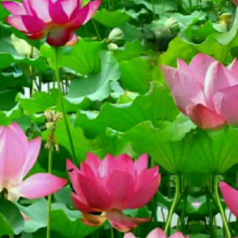 爱情花开866