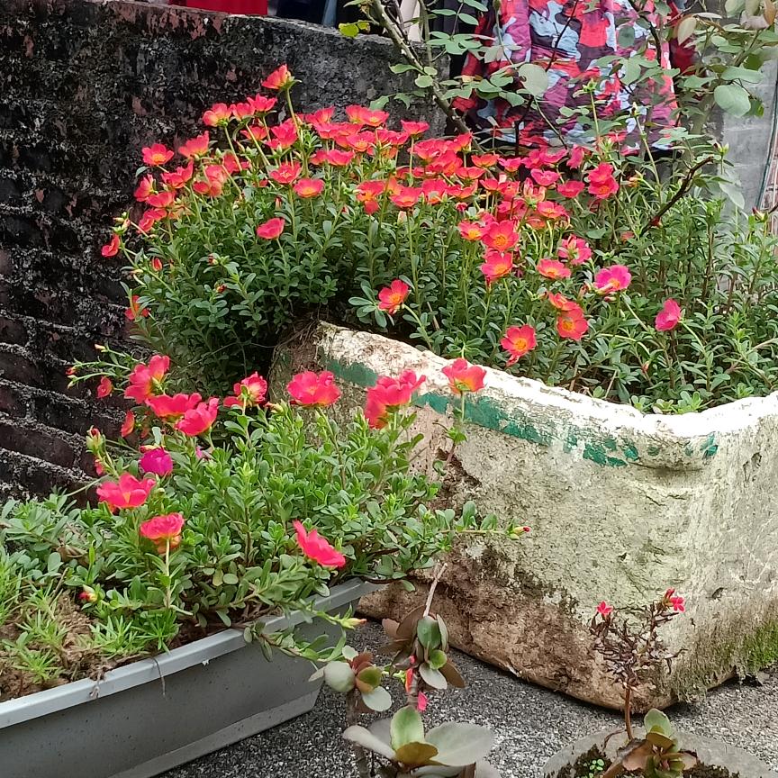 可爱的棒棒糖 ！！