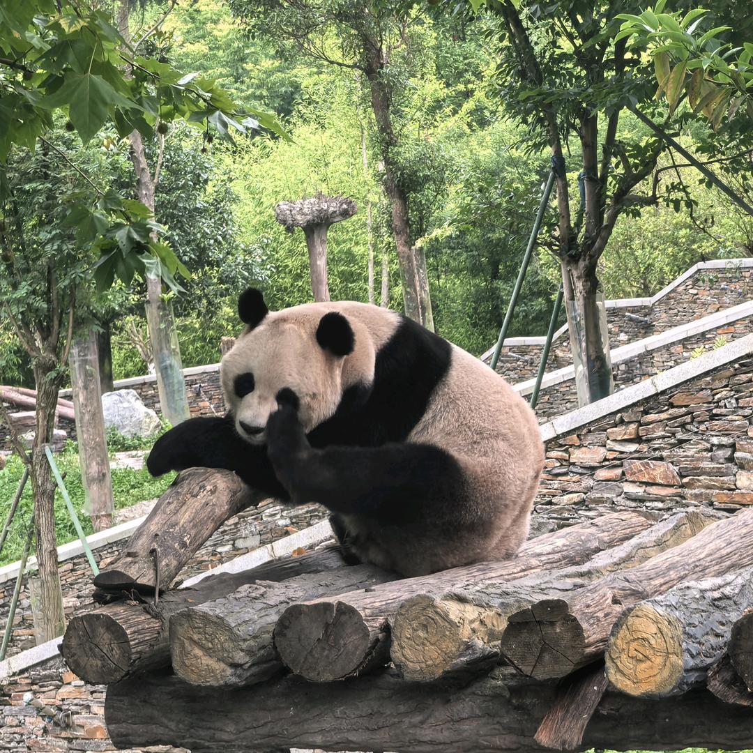 🛠🛠搬砖兄弟🛠🛠