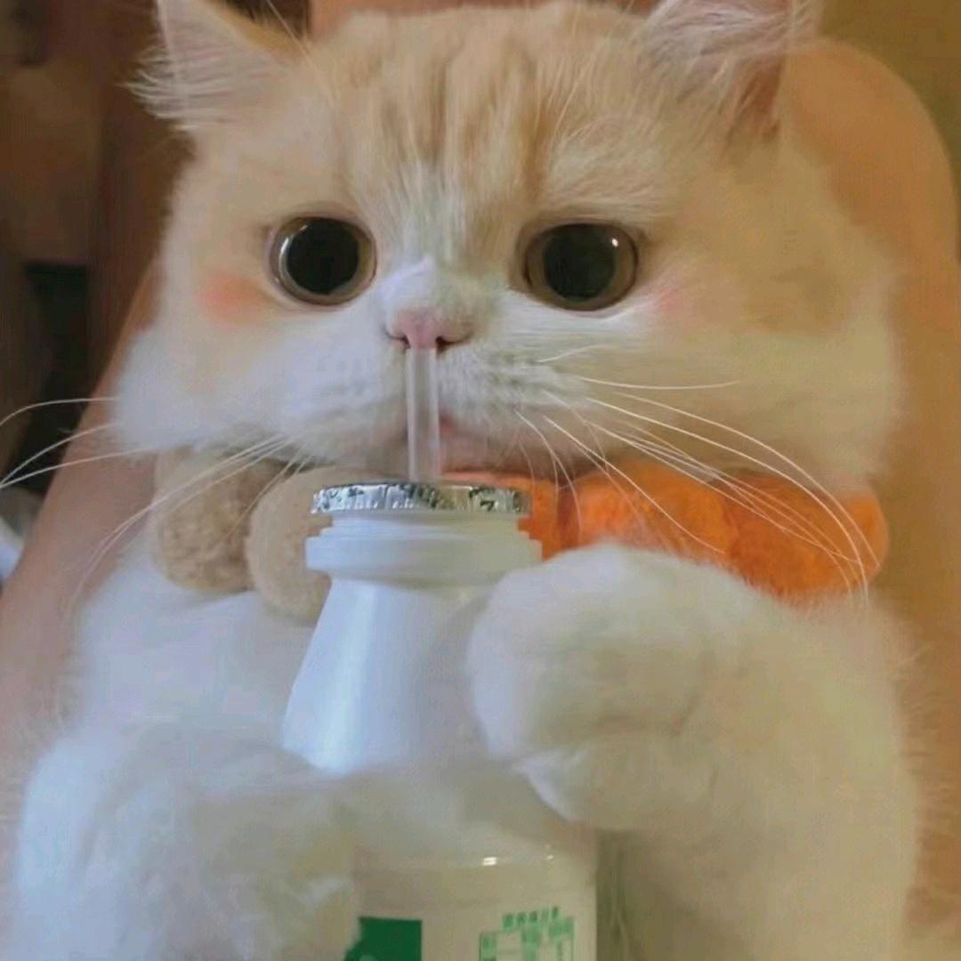 玖音.Tree头像