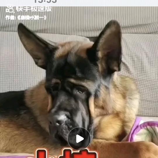 唐山鸿興犬业