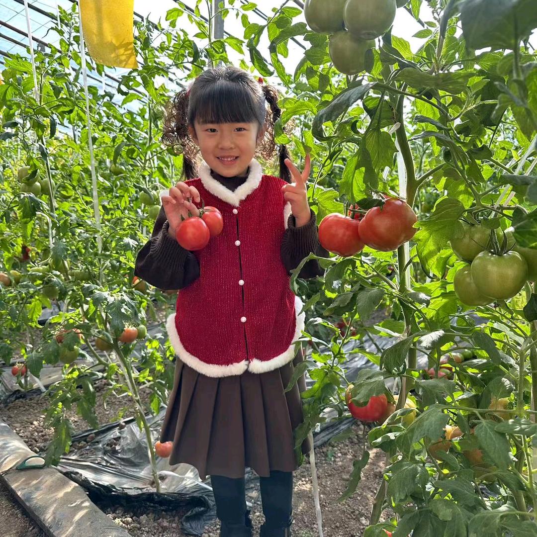 江山！（霸州店）普罗旺斯西红柿 ！