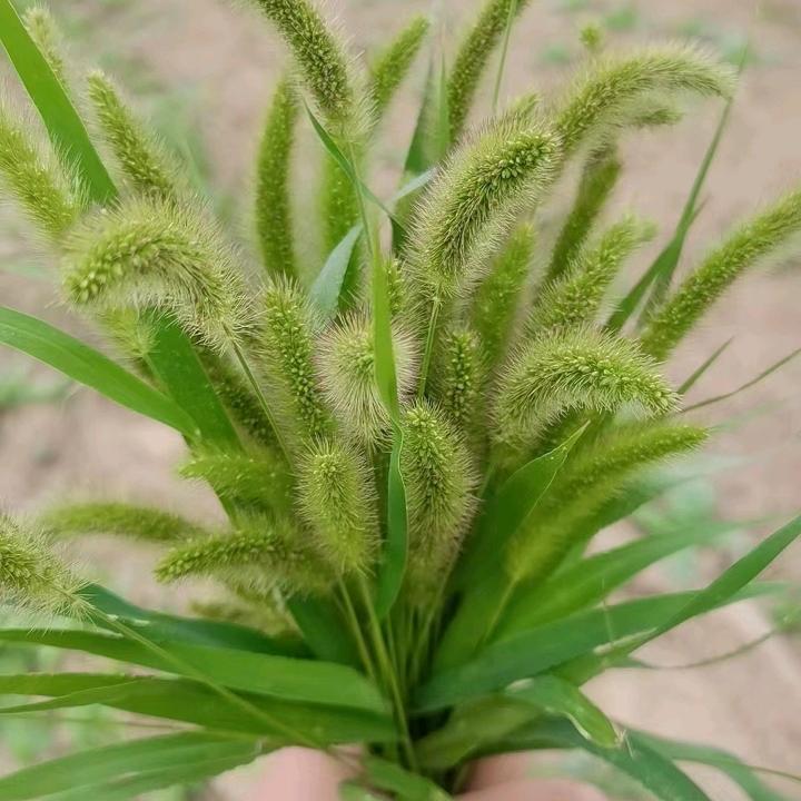 爱拼才会赢