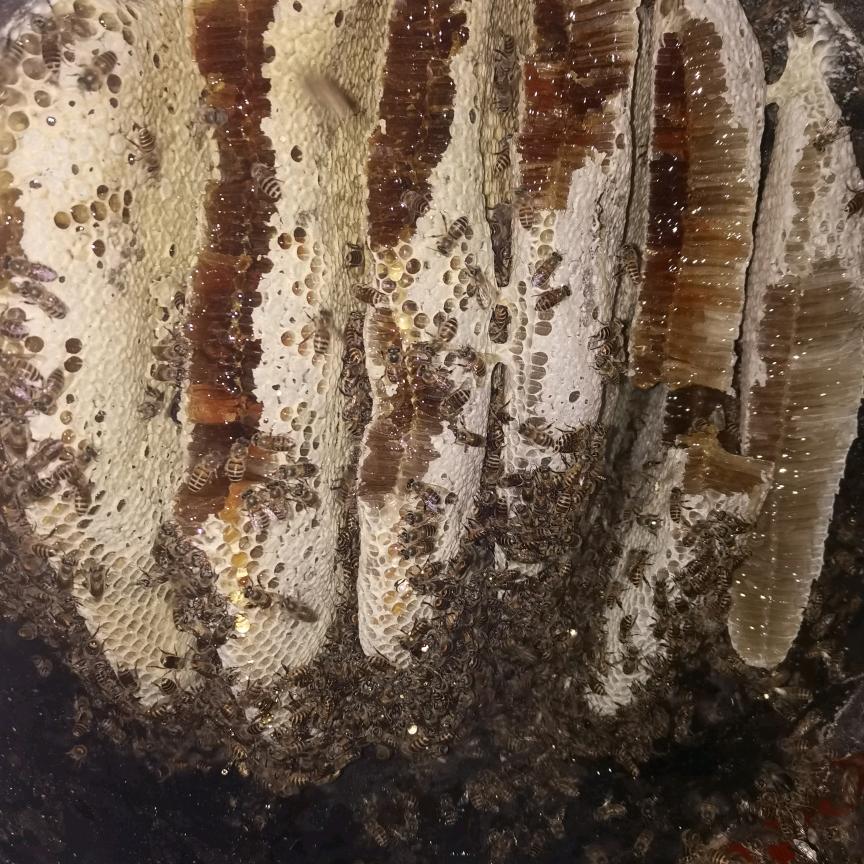 蜂情万种纯天然蜂蜜