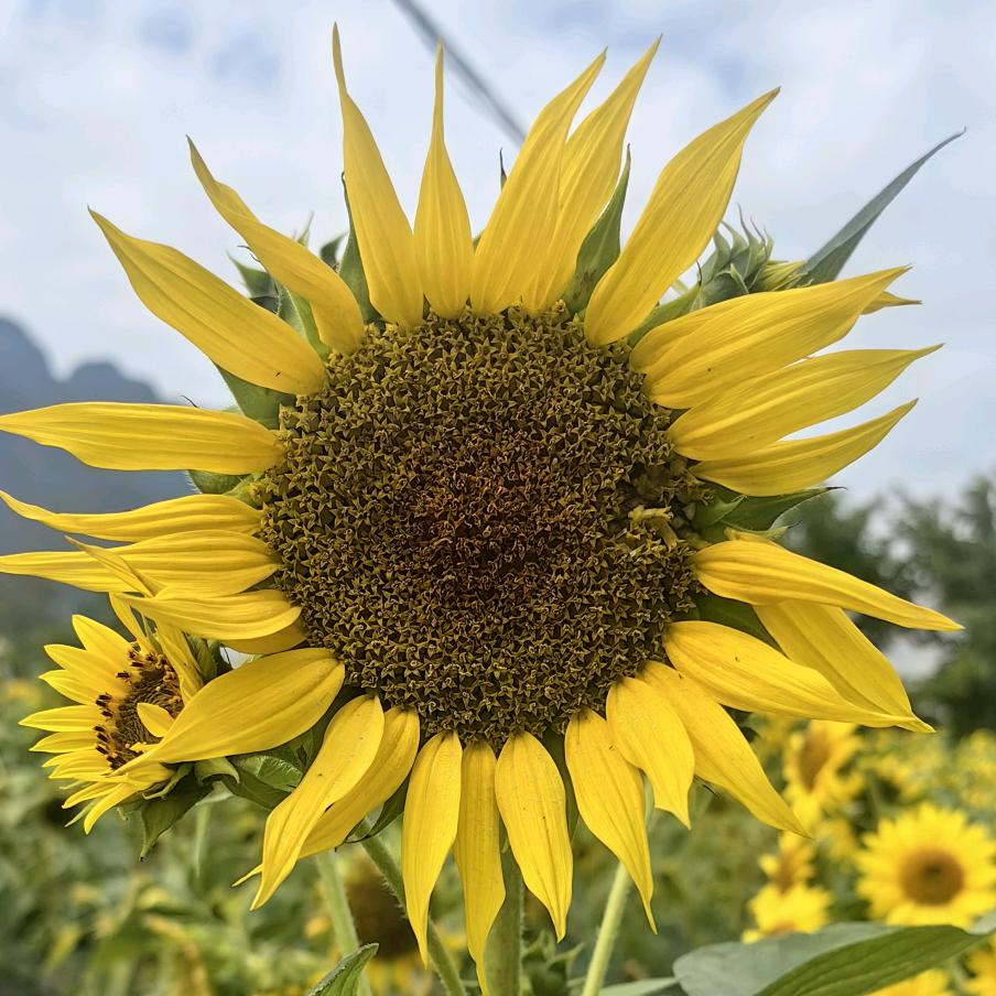 别迷璐Luᗜuᥫᩣ