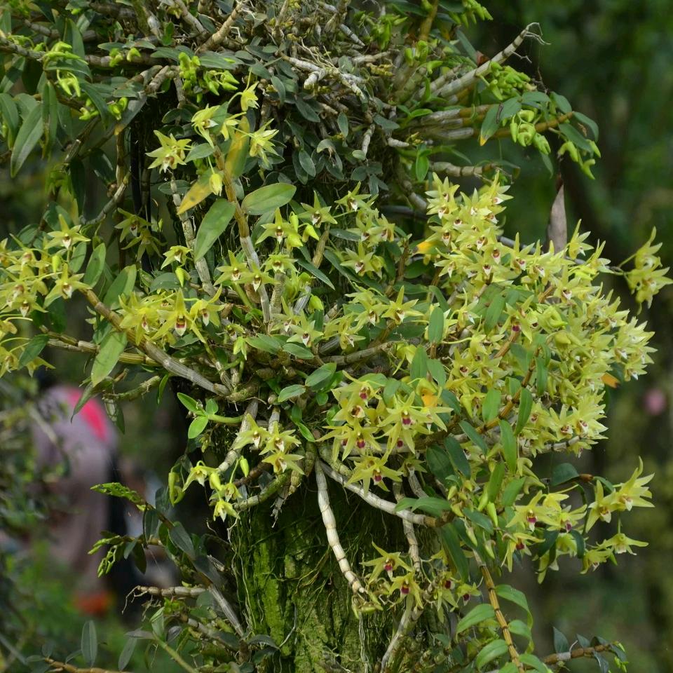 养生哥（石斛、灵芝、五指毛桃）