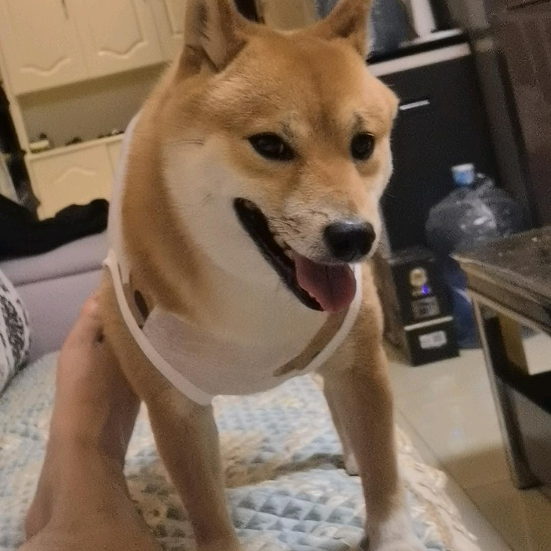 柴犬王豪七