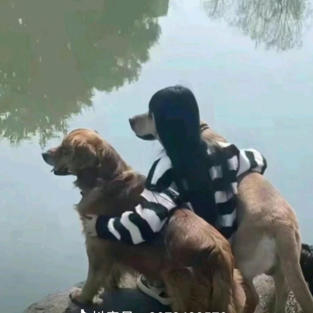一只小河狸