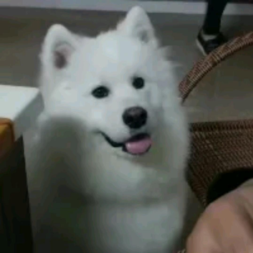 傻瓜🇭🇰