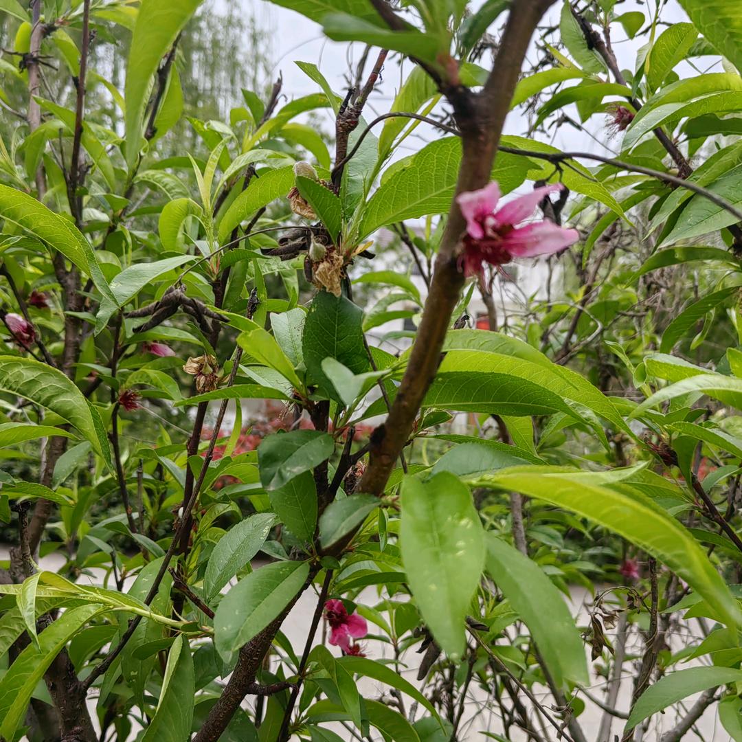 百合花🌺