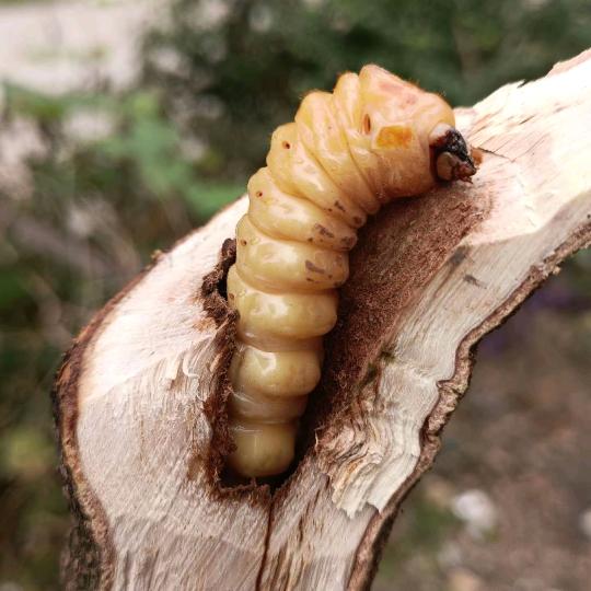 逃回农村（户外生存版）