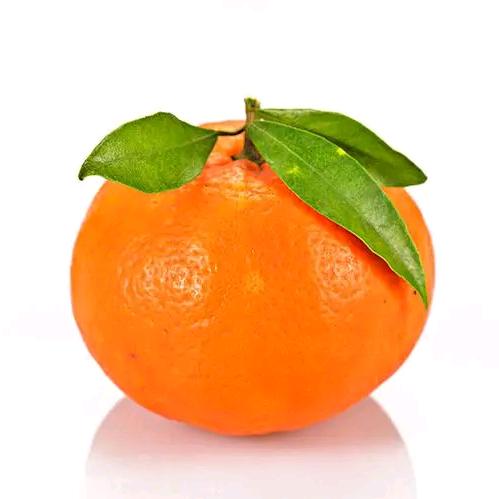 橘子（20：20首播）