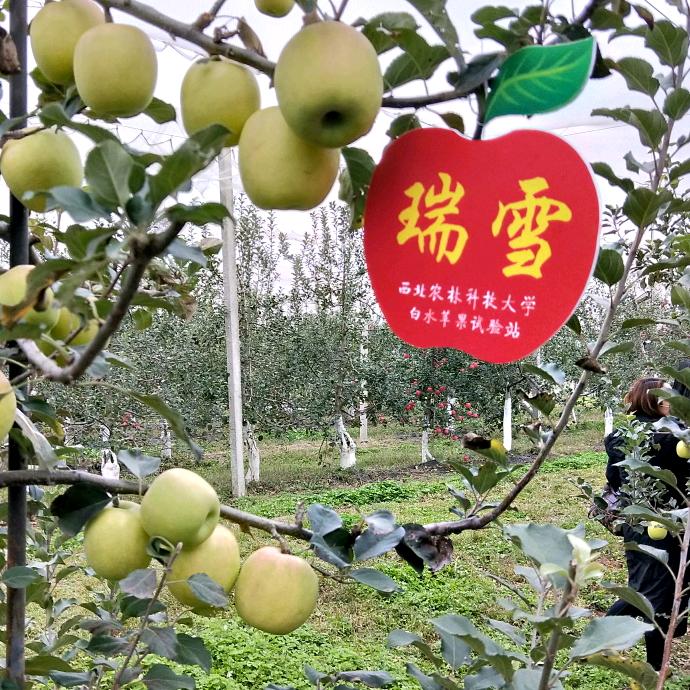 白水有机苹果🌲🍅