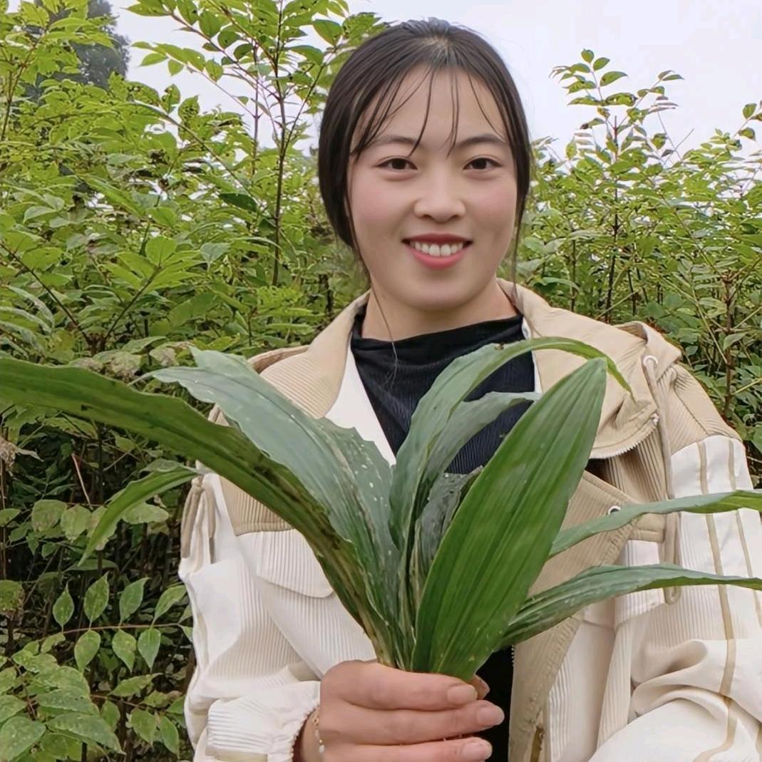 肖二妹《筠连蒿坝药材苗木种植基地》