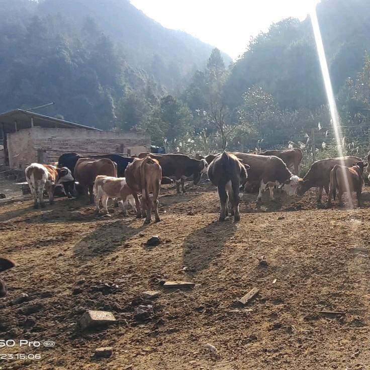 贵州《安明哥》