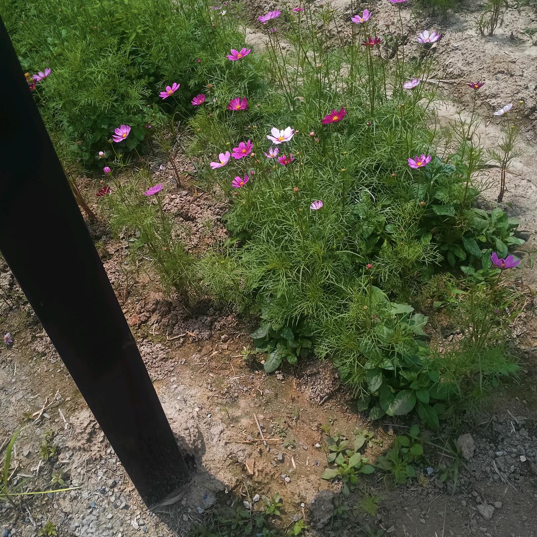 许多年以后
