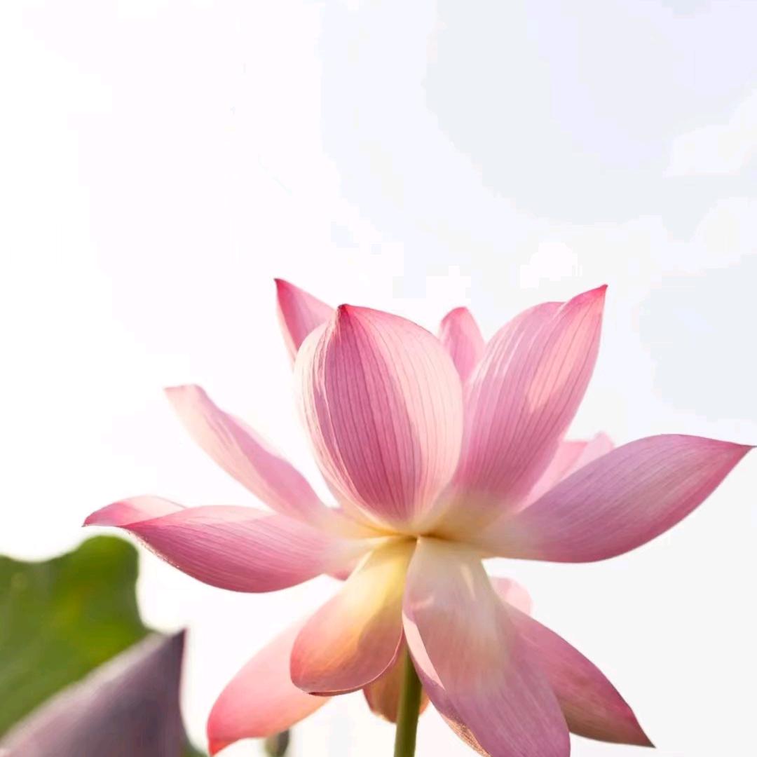 南槿爷爷