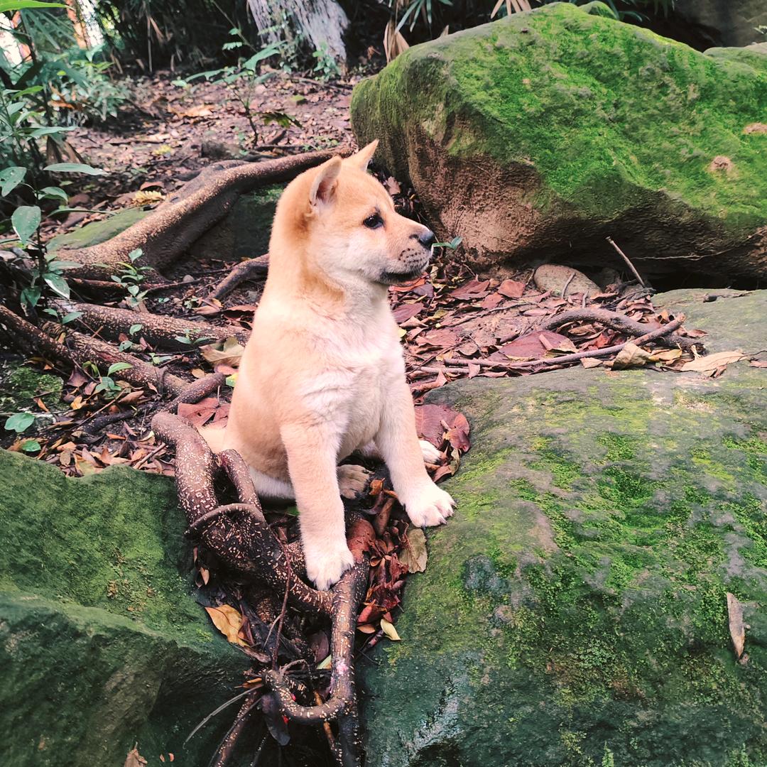 @泸州田园犬来财