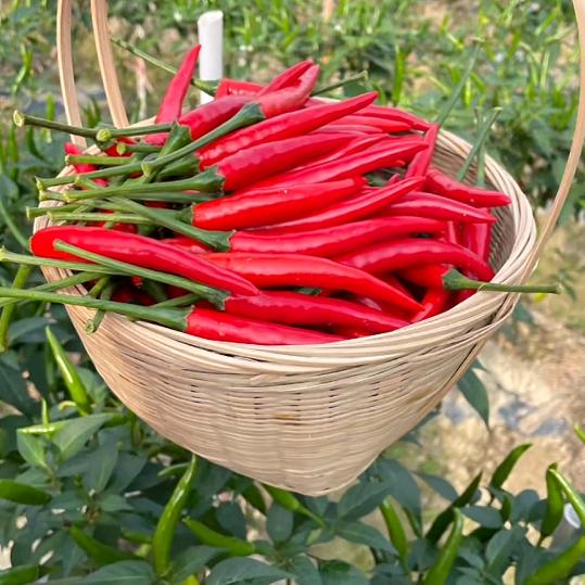 云南妹子辣椒👹种苗