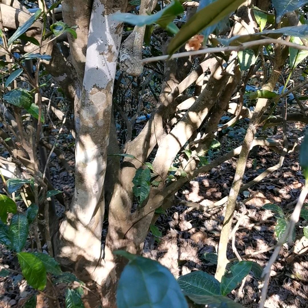 忙肺老寨茶农