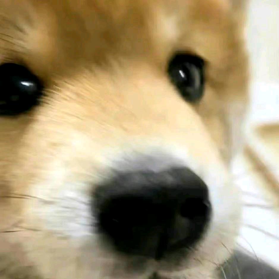 榆叶树