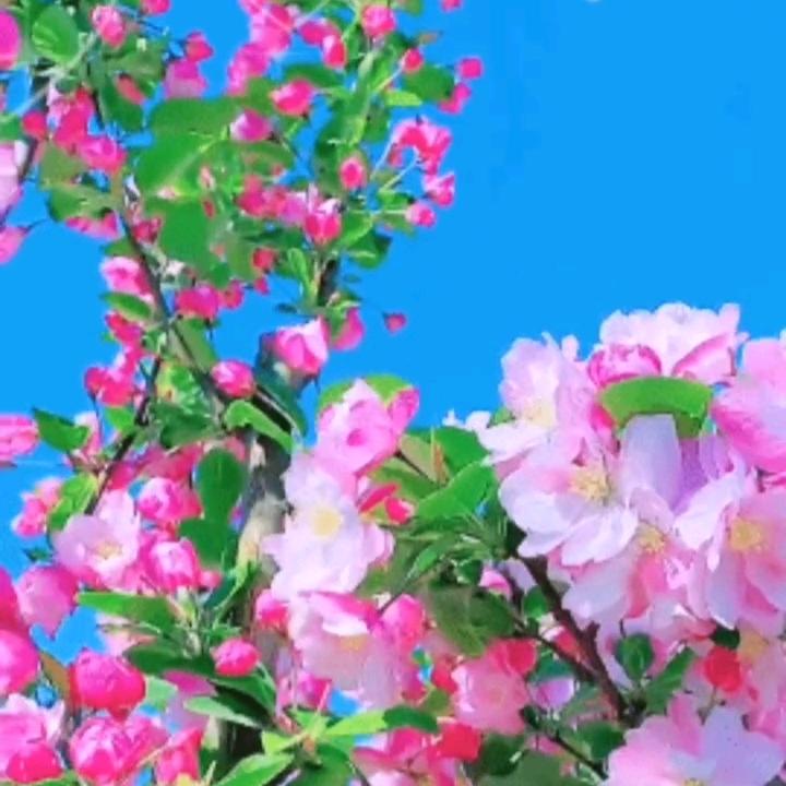平安🍎幸福