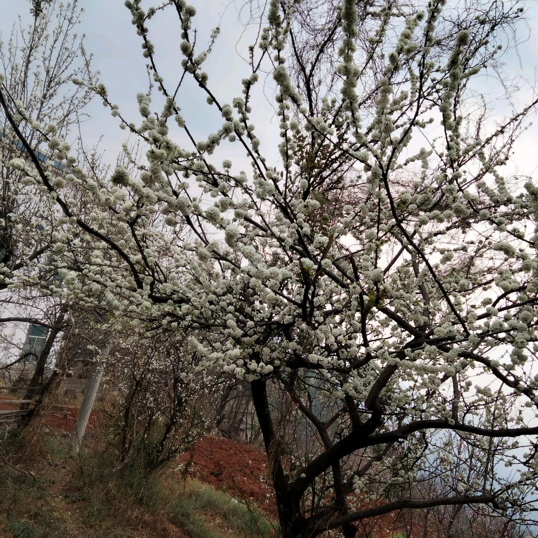 中殿村