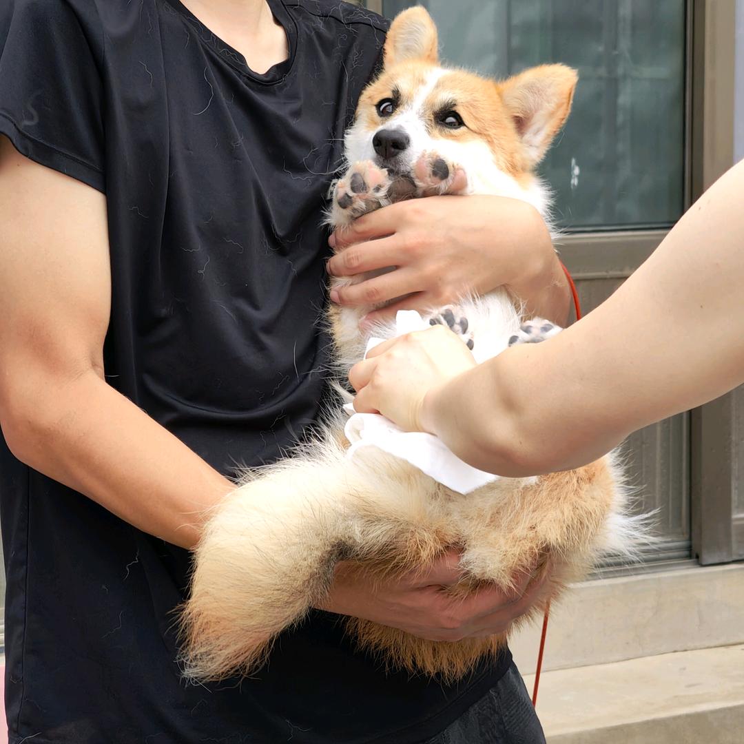 苏苏家的大尾巴狗