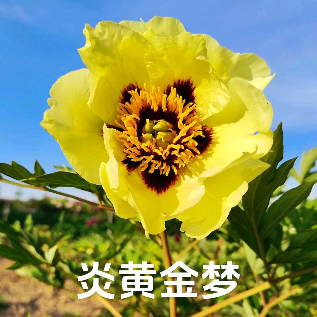 天香园艺紫斑牡丹