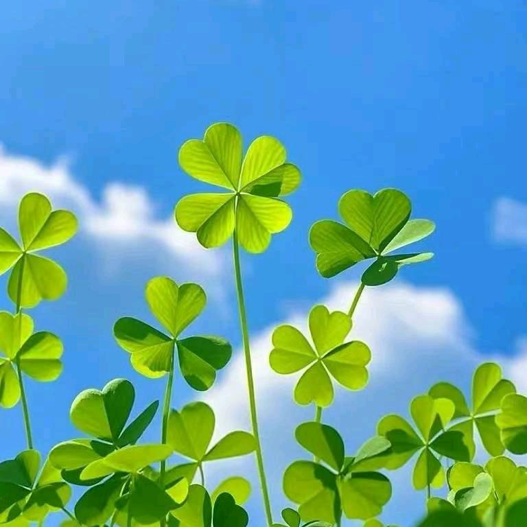 ໑ຼₒ₂5ღ᭄四叶草🦋꧔ꦿ᭄💞໑ຼₒ