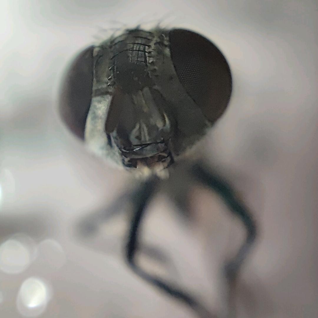 该死的可达鸭