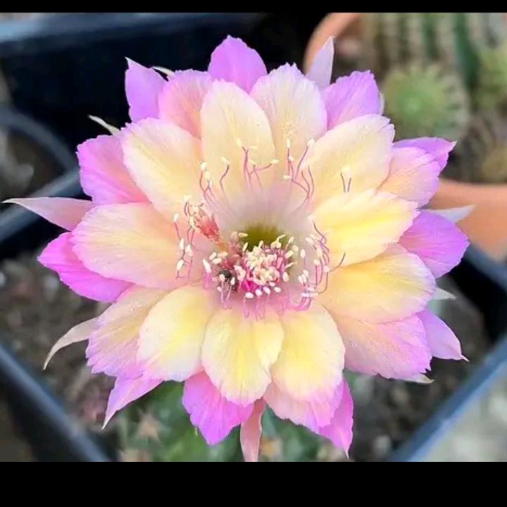 এ᭄順李成張ོꦿ࿐