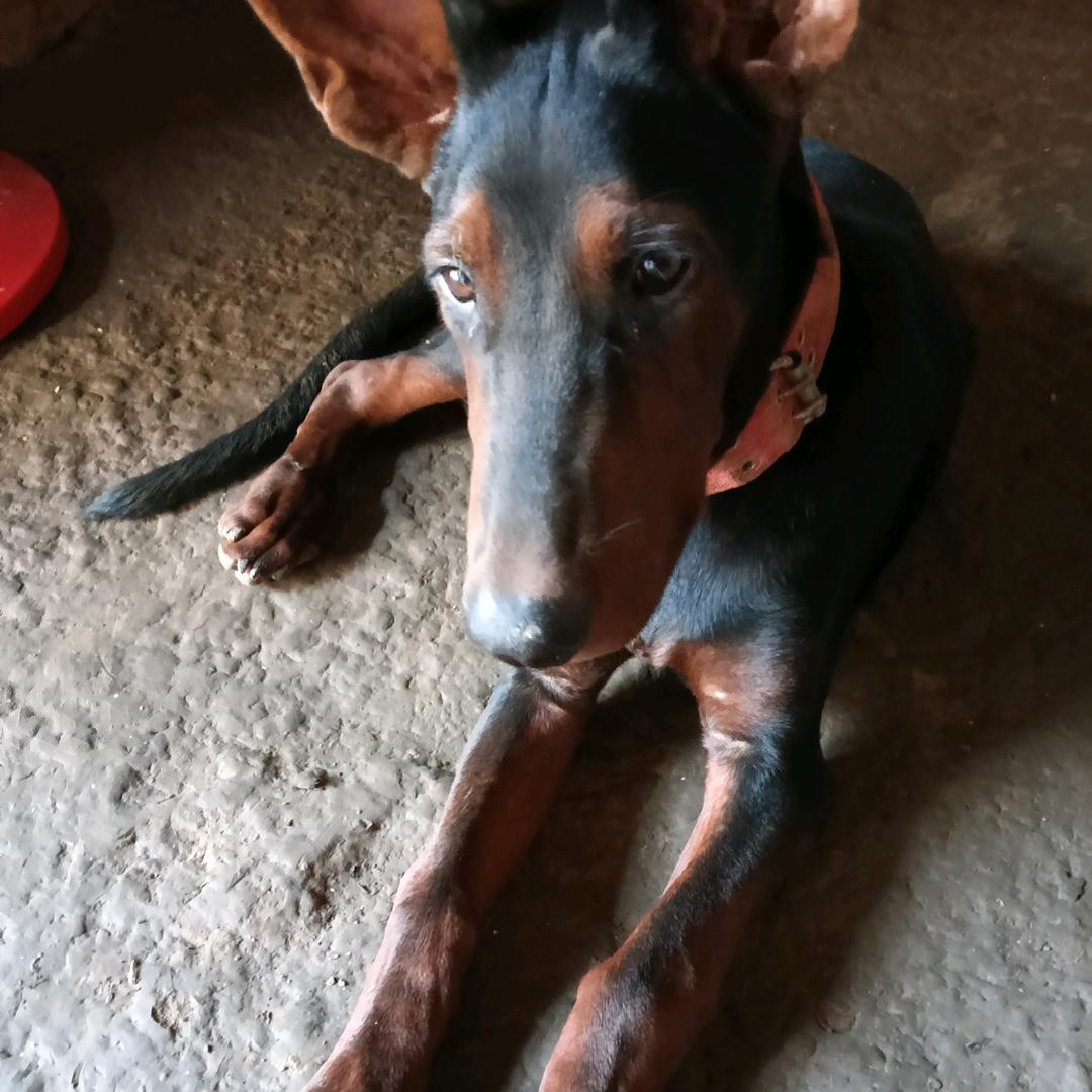 我家里喂的莱州红看家护院品质好！