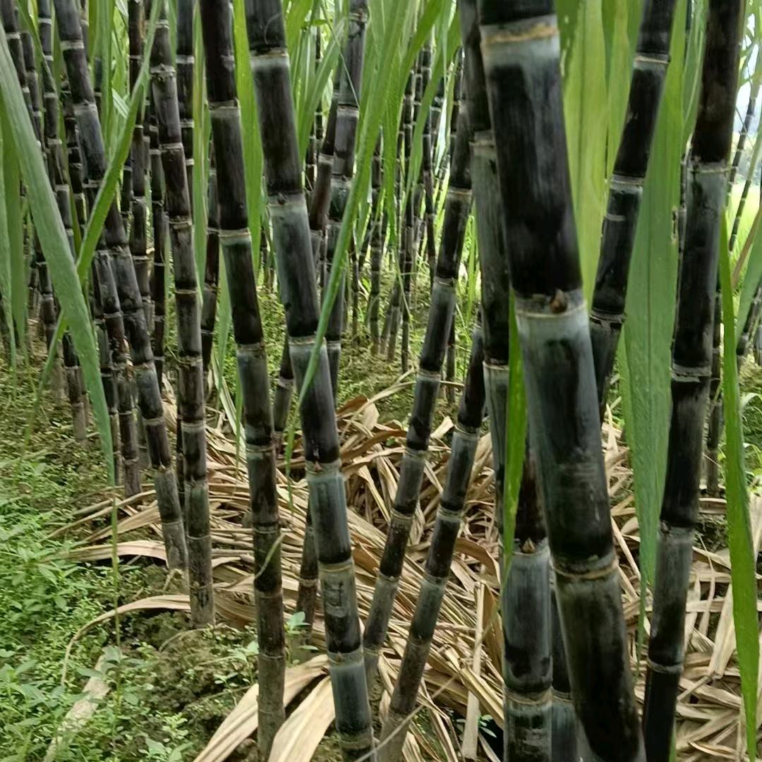 莹莹果业🍉🎋